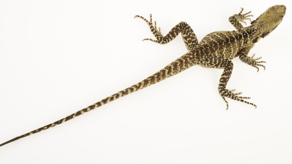 Карликовый геккон (Sphaerodactylus ariasae)