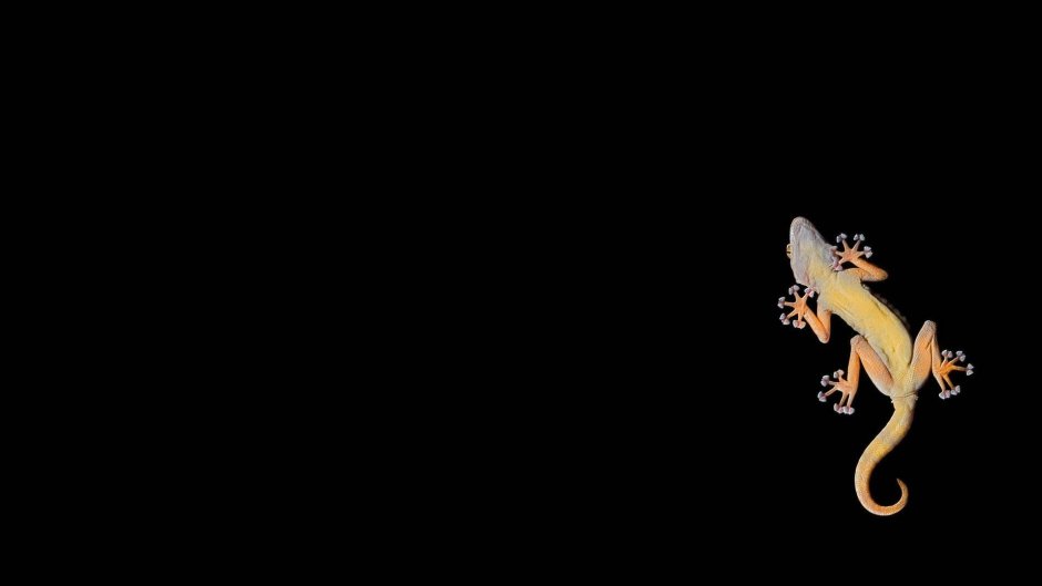 Ящерица греется на солнце