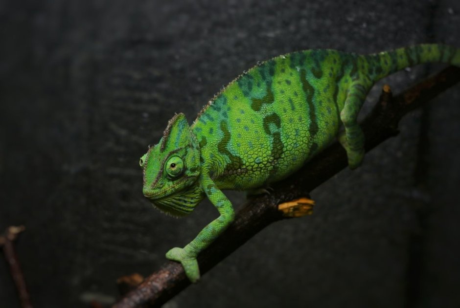 Хамелеон Ларри