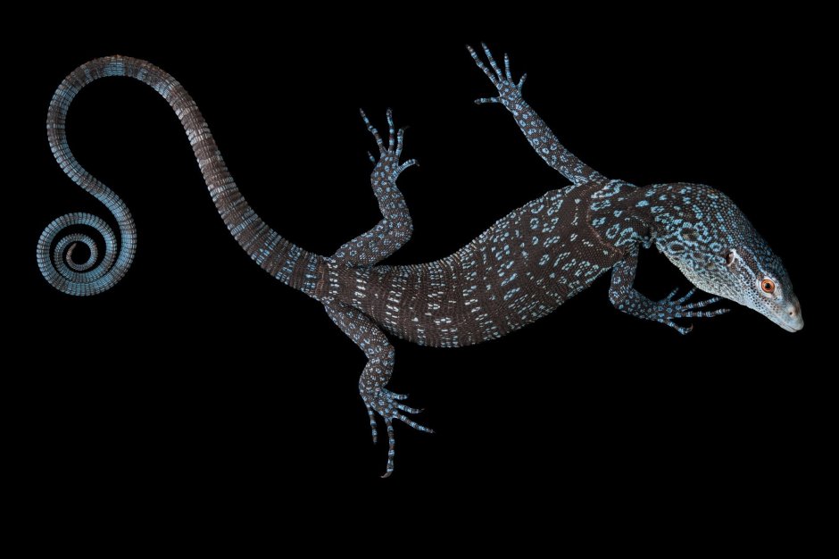 Голубохвостый сцинк