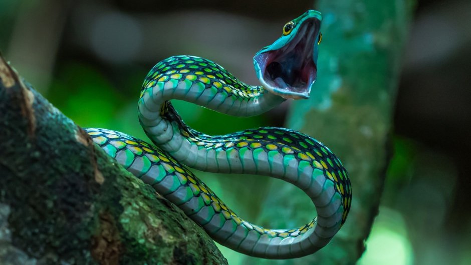 Длинная ящерица