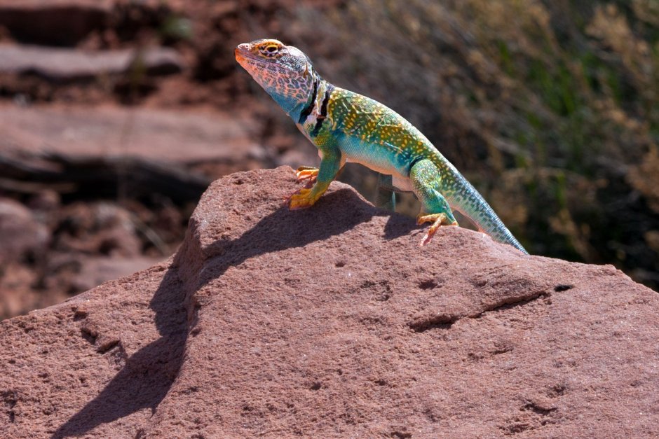 Фон для рабочего стола ящерица