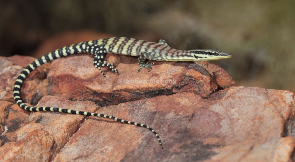 Ящерка висит