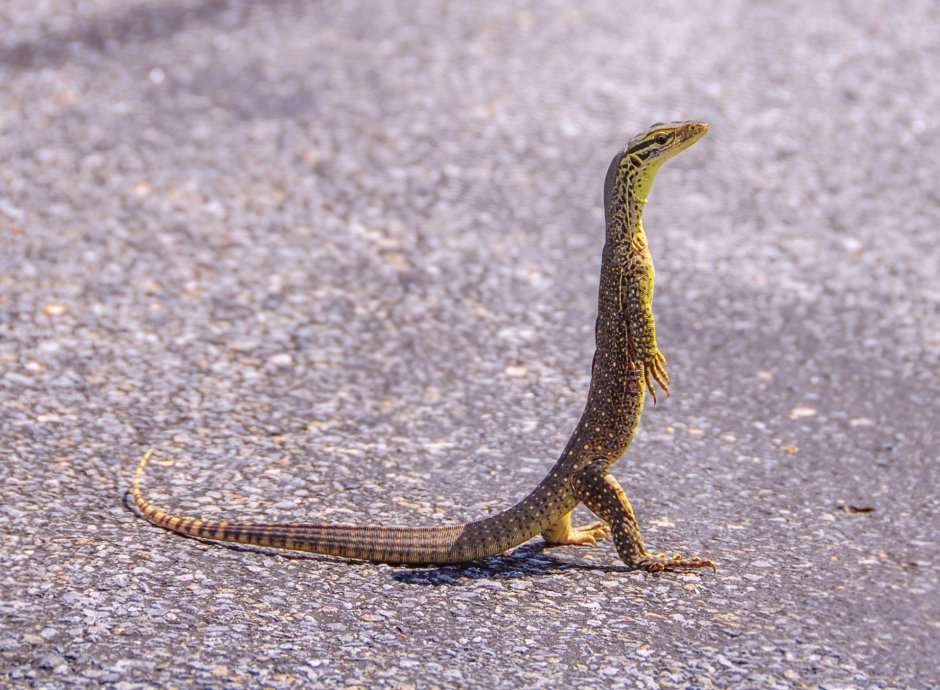 Прыткая ящерица хвост