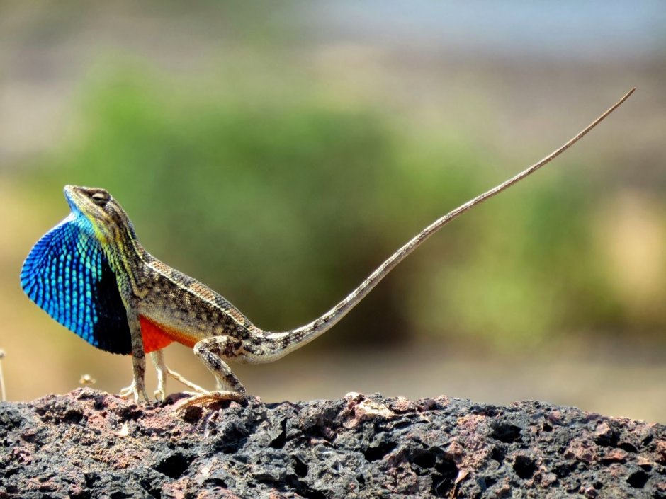 Ящерка хамелеон