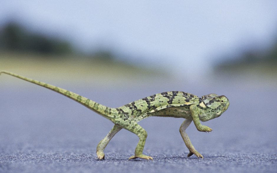 Лягушка хамелеон