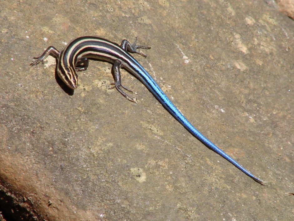 Камерунский гребенчатый хамелеон