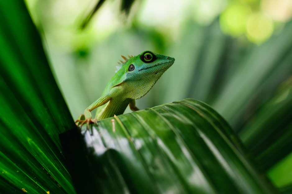 Ящерица шлемоносный вас