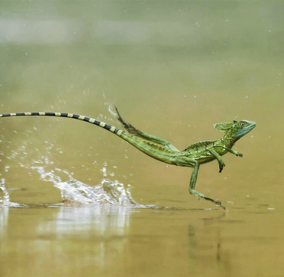 Лизард ящерица