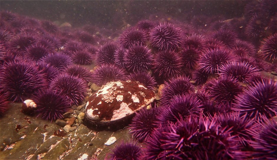 Камчатский морской еж