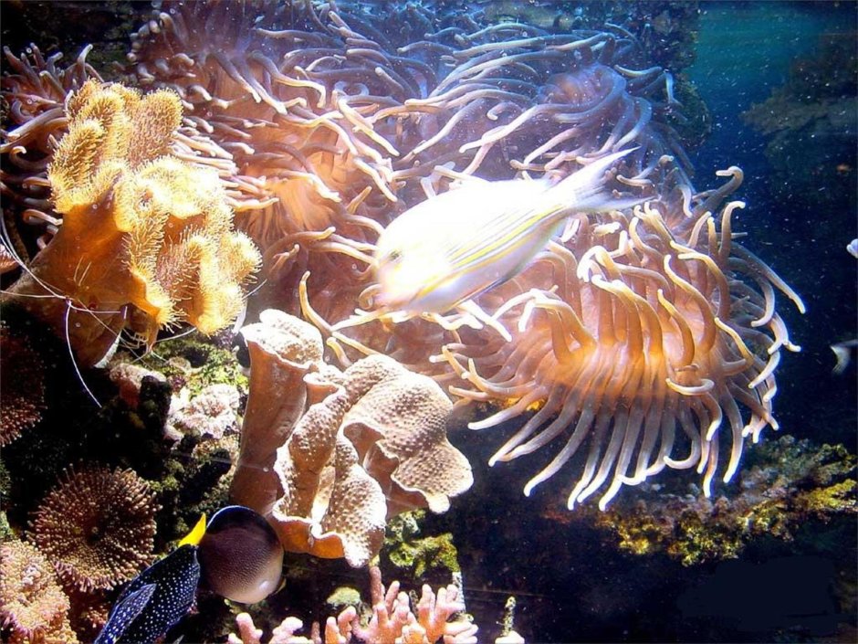 Представитель морской фауны