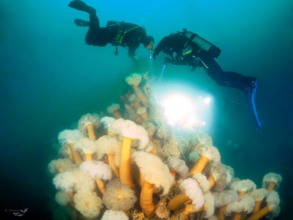 Подводный мир охотского моря