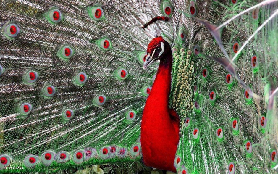 Индийский Павлин / Pavo cristatus
