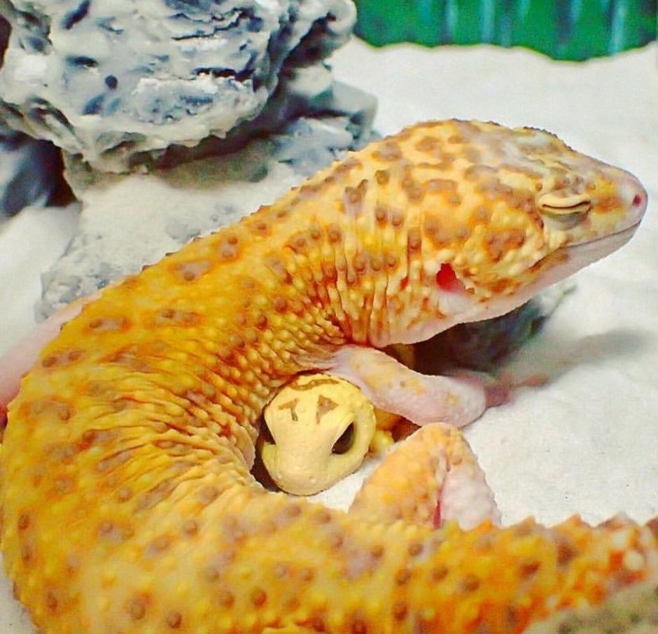 Ящерицы улыбаки