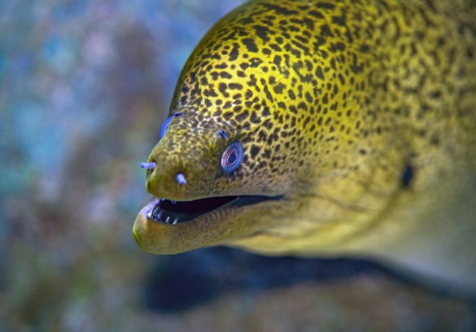 Gymnothorax eurostus