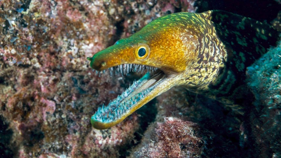 Enchelycore anatina