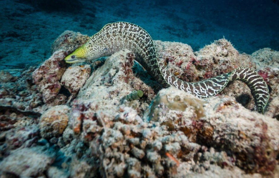 Мурена Карибское море