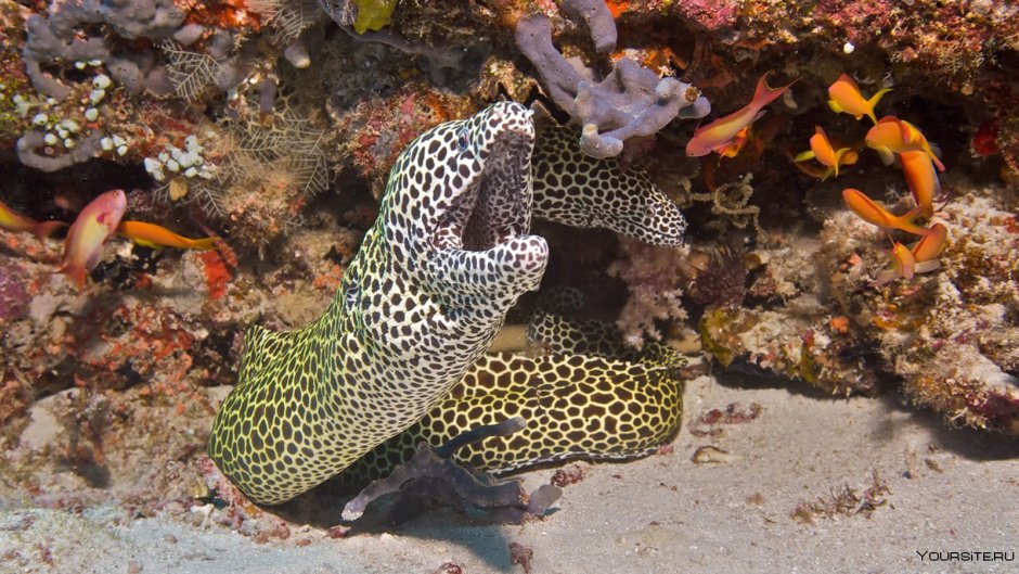 Рыбы красного моря мурена