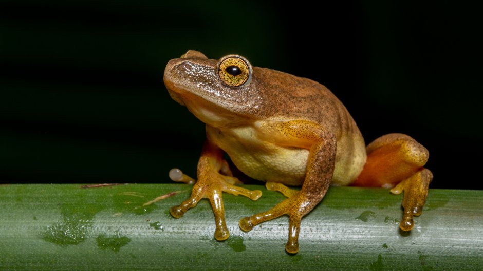 Сибирская лягушка Rana amurensis