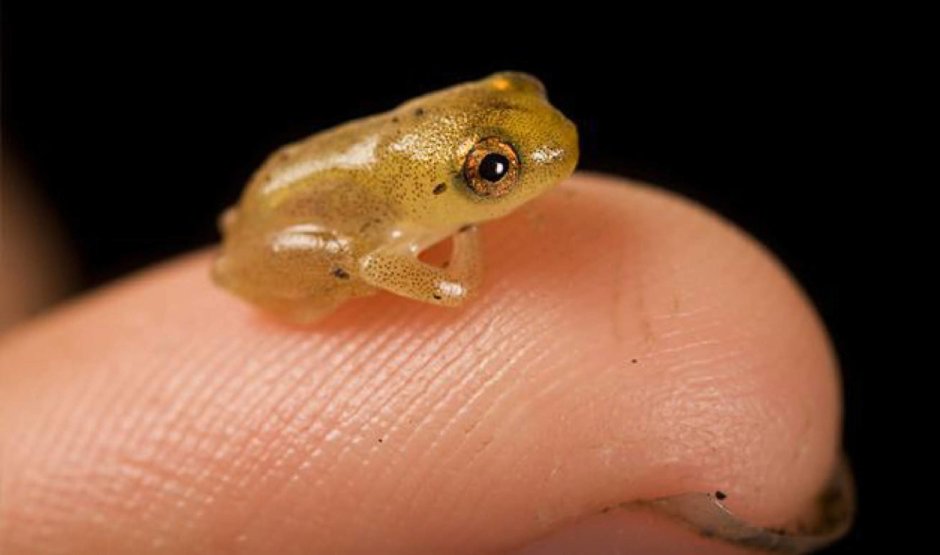 Paedophryne amauensis