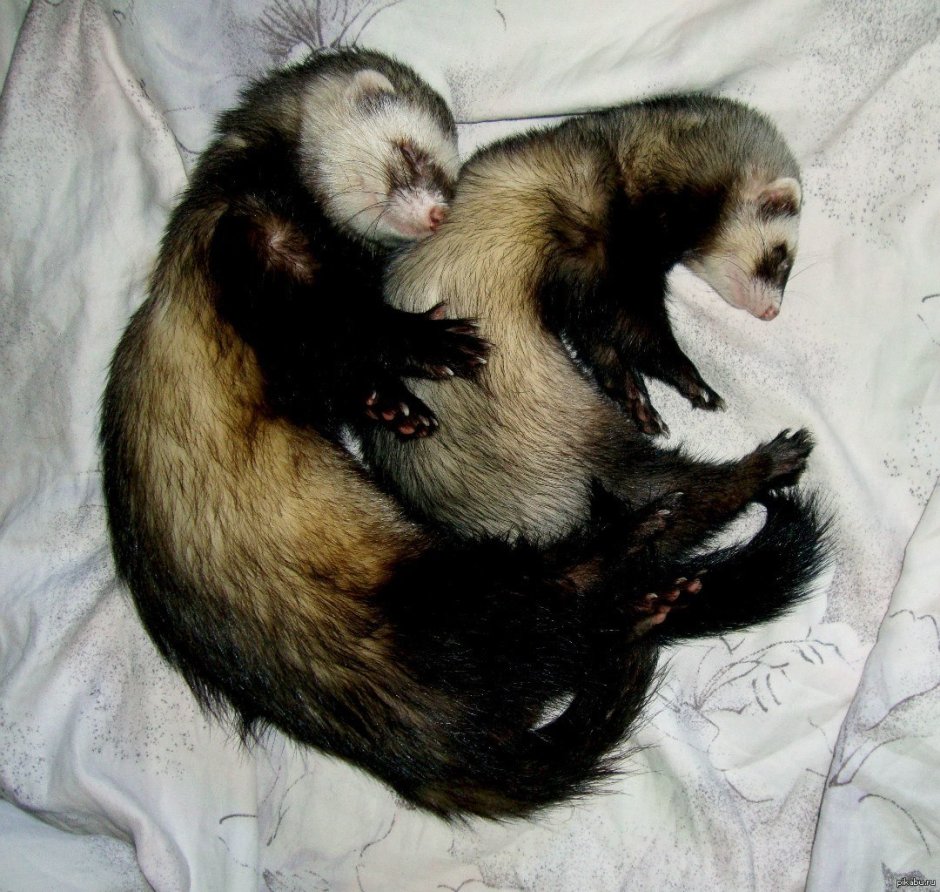 Badger Art