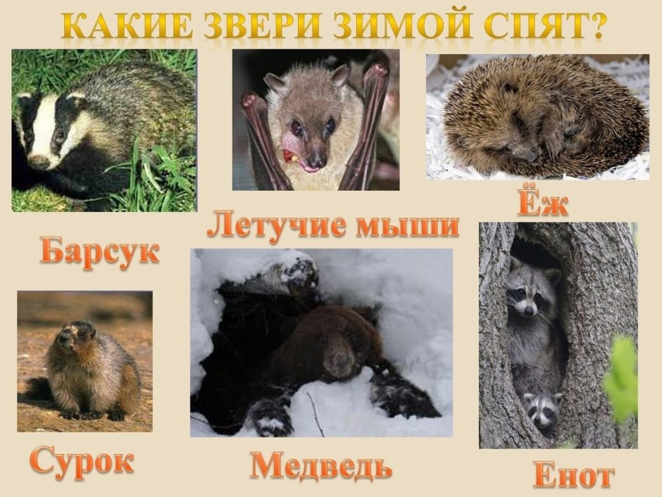 Енот в лифчике