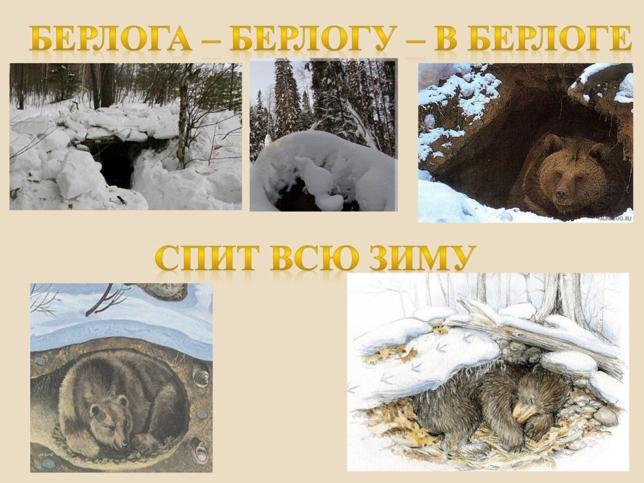 Попа пандочки