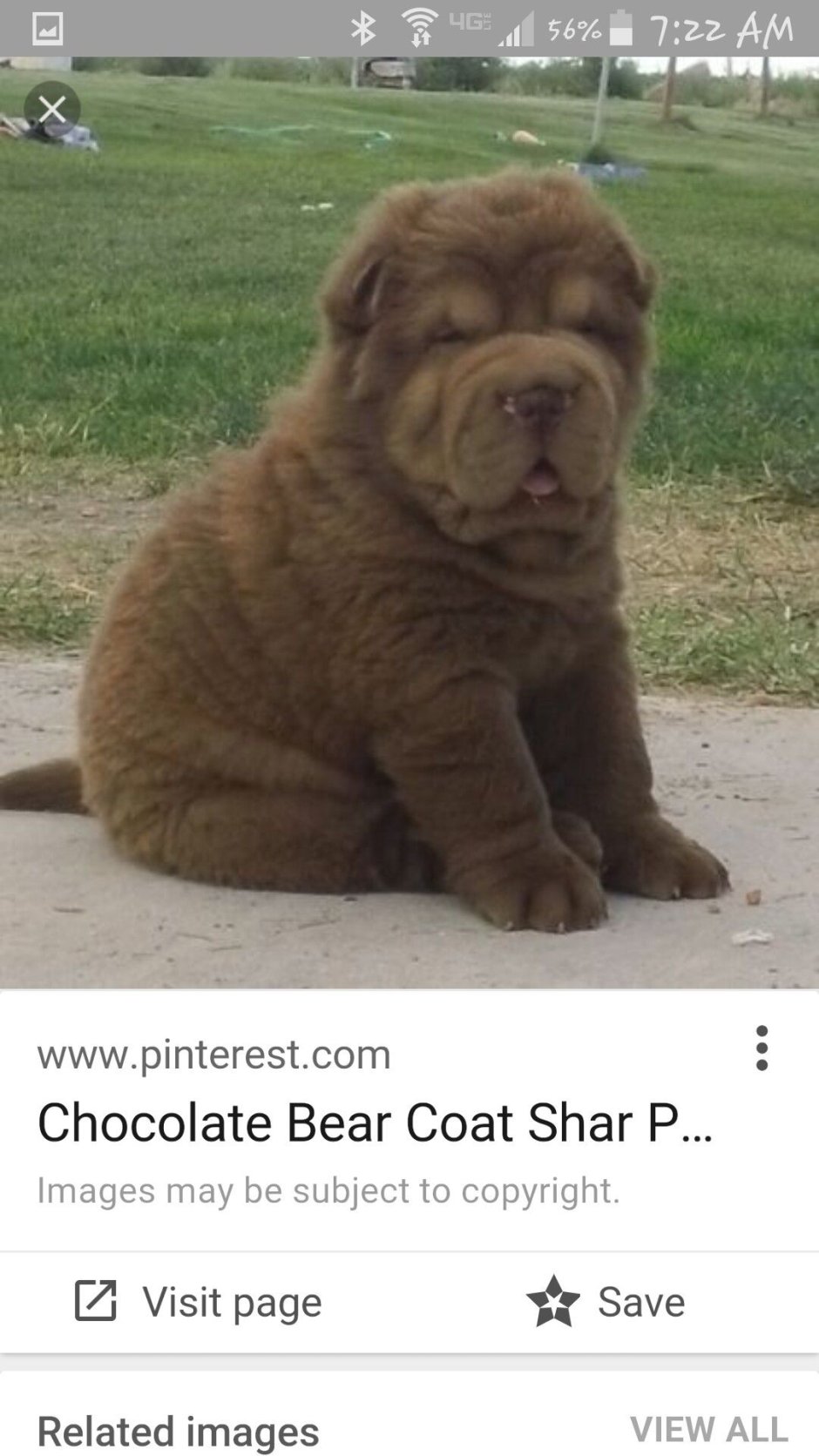 Шарпей черный щенок