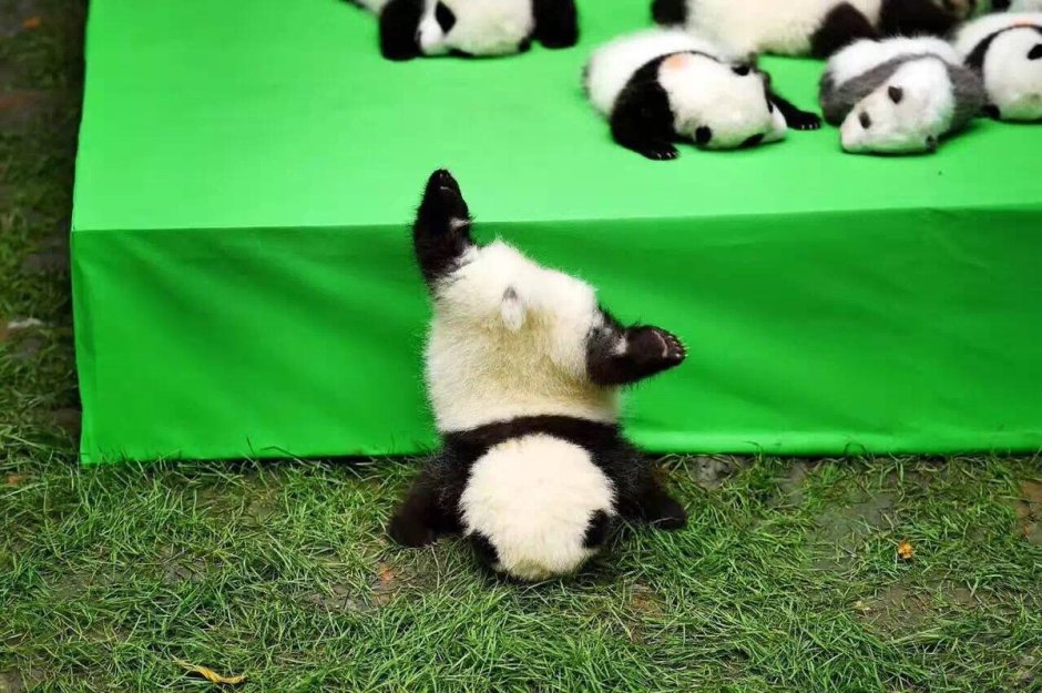 Кунг фу Панда пельмешки