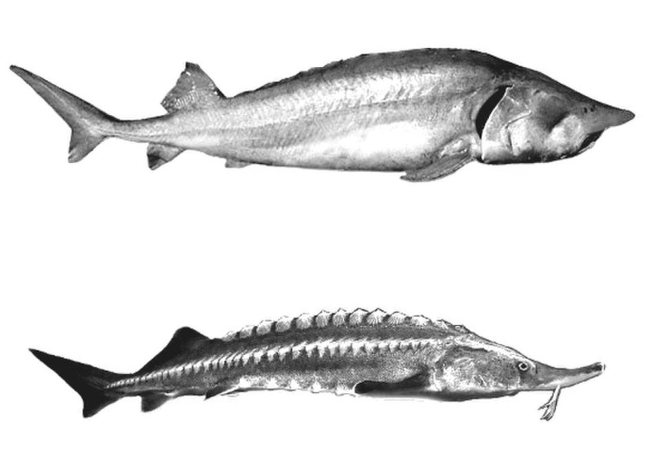 Белуга Huso Huso (Linnaeus, 1758)
