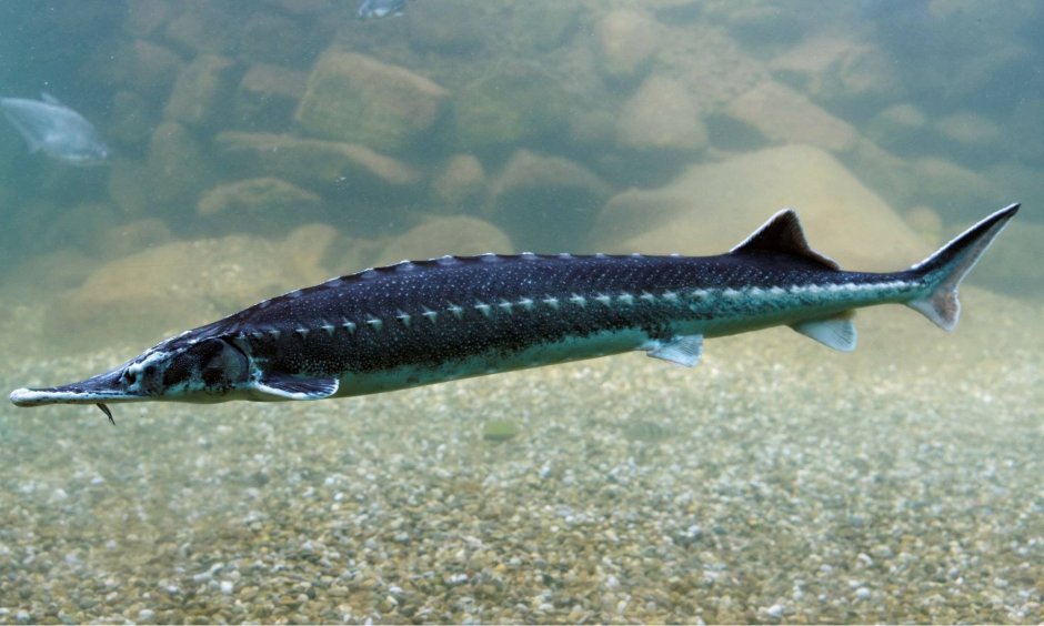 Севрюга – Acipenser stellatus Pallas, 1771