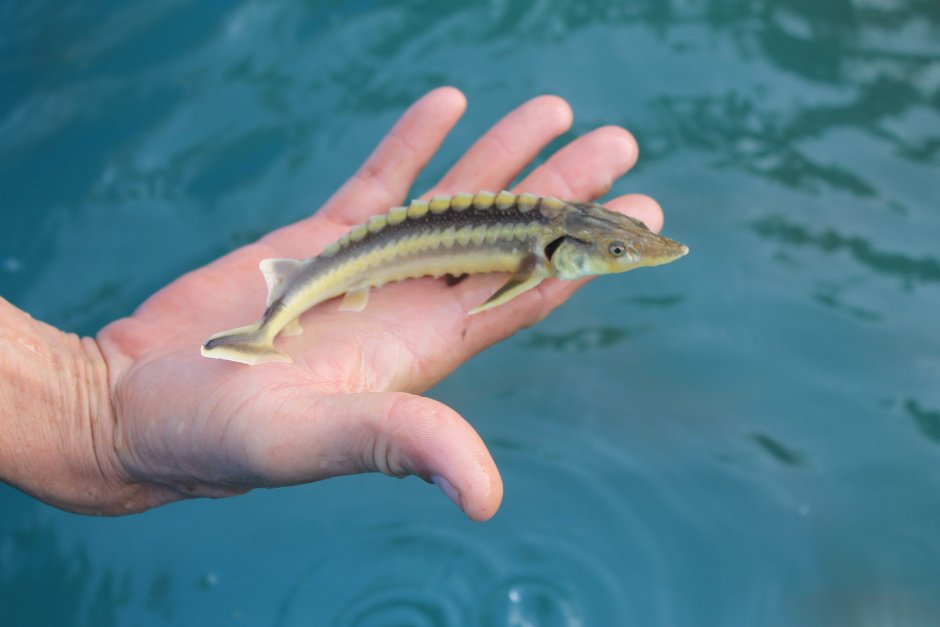 Осетр Каспийского моря