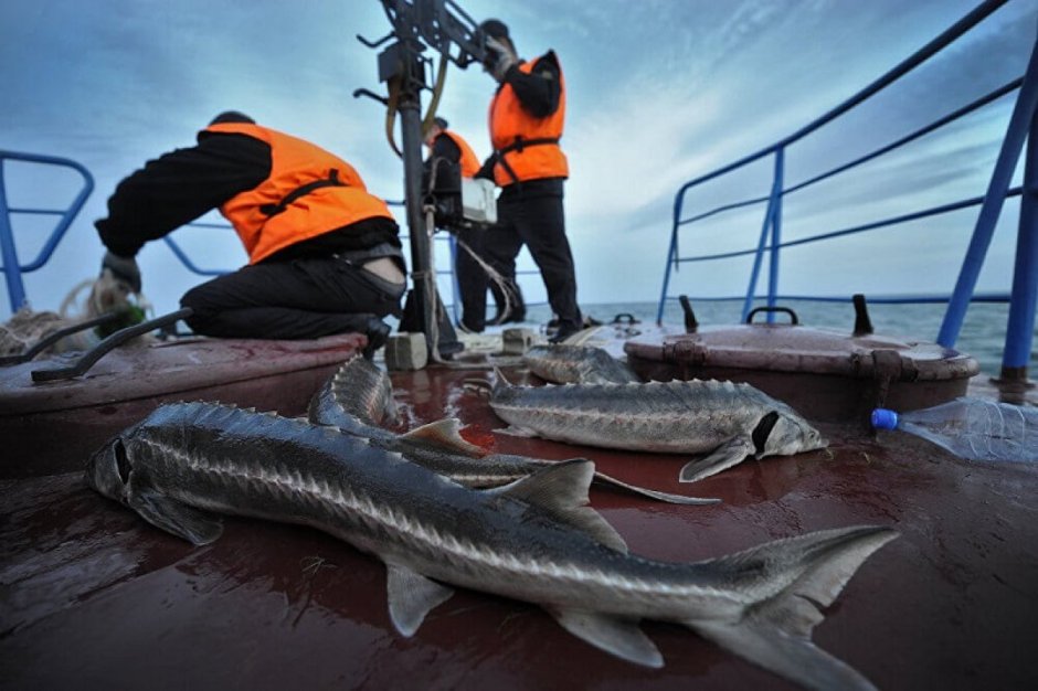 Вылов осетра в Каспийском море