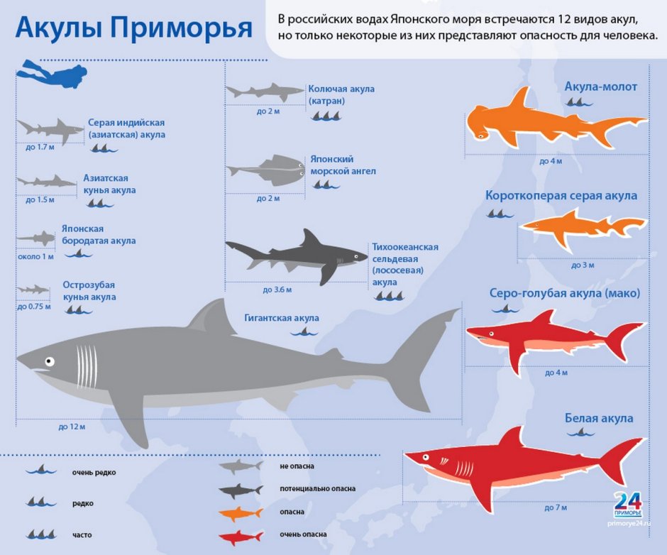 Классификация акул