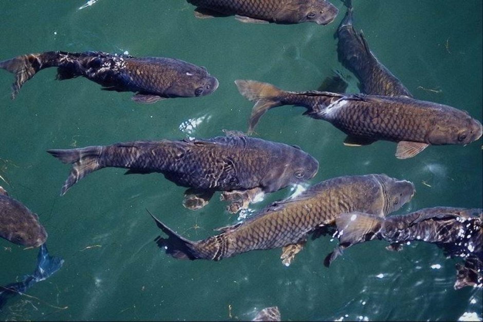 Фауна Азовского моря