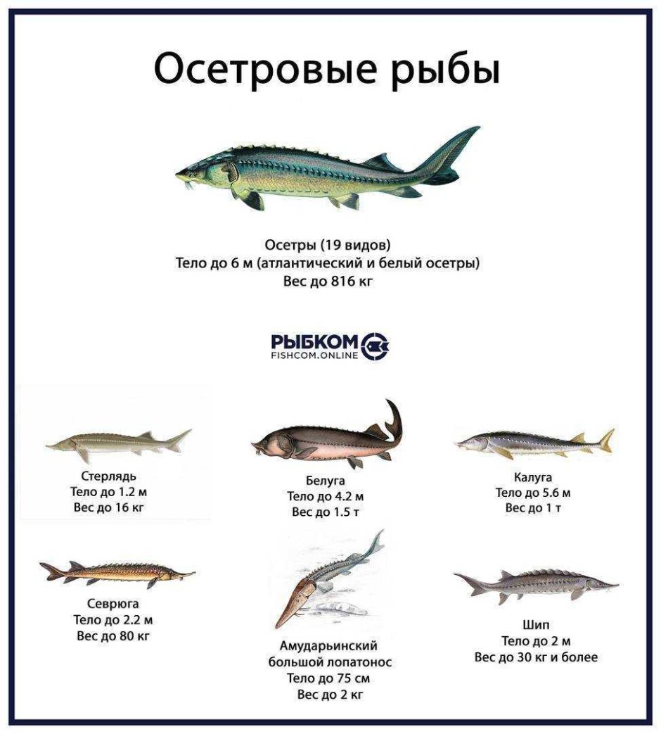 Семейство осетровых список