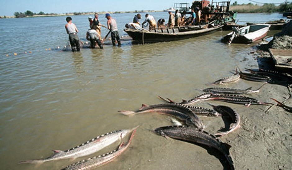 Каспия моря осетр