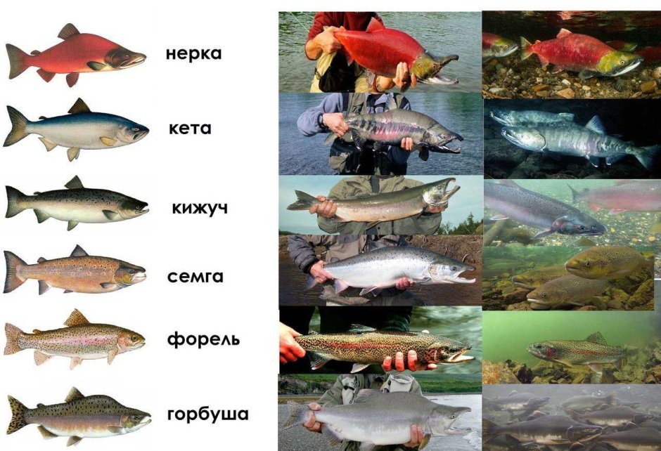 Форель кижуч кета различия