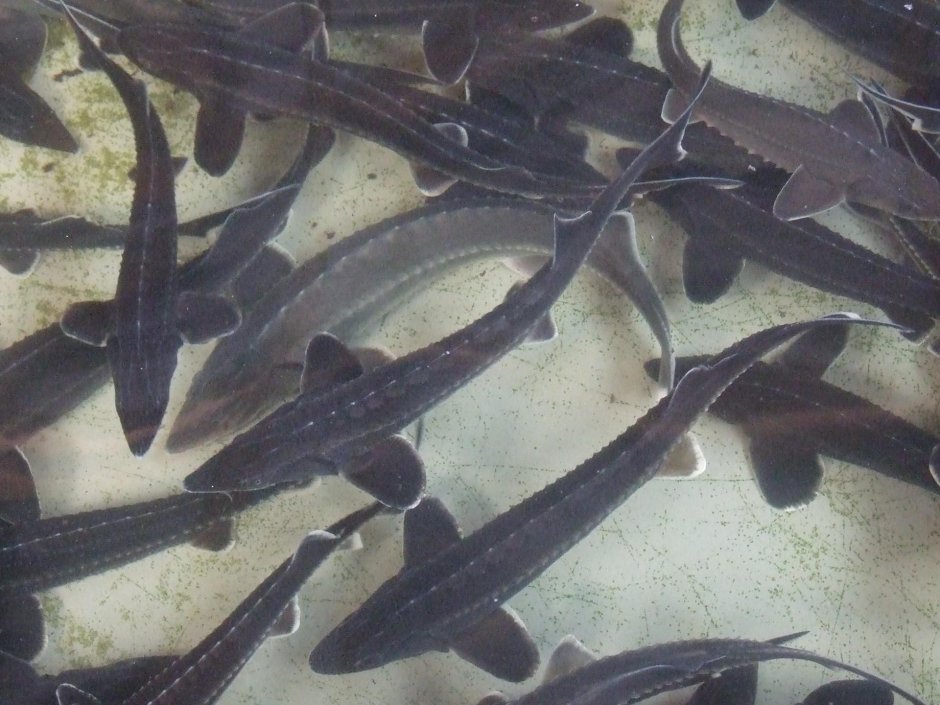 Морские жители Каспийского моря