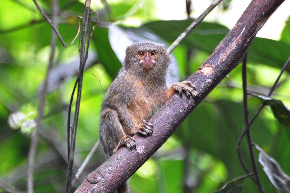 Карликовая мартышка Cebuella pygmaea