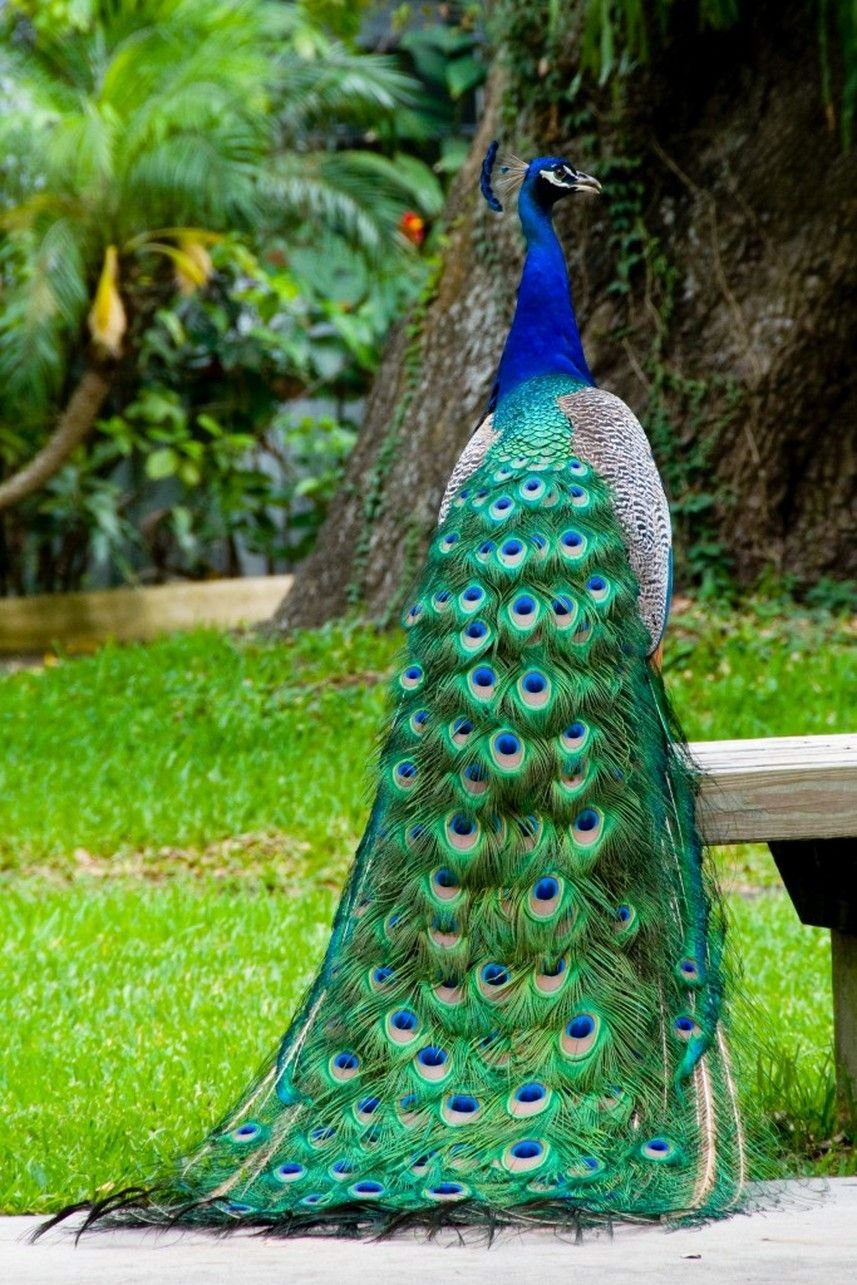 Павлин Аквилейский