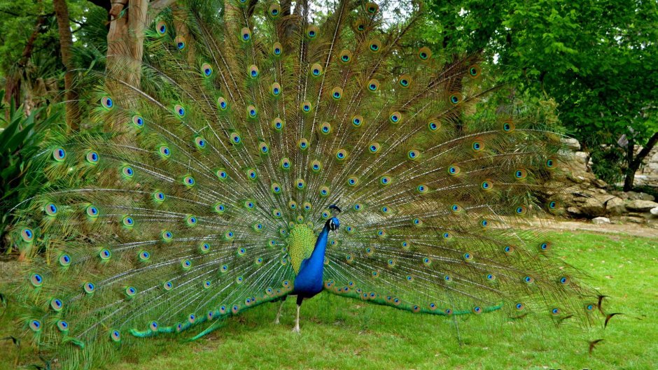 Дети павлина