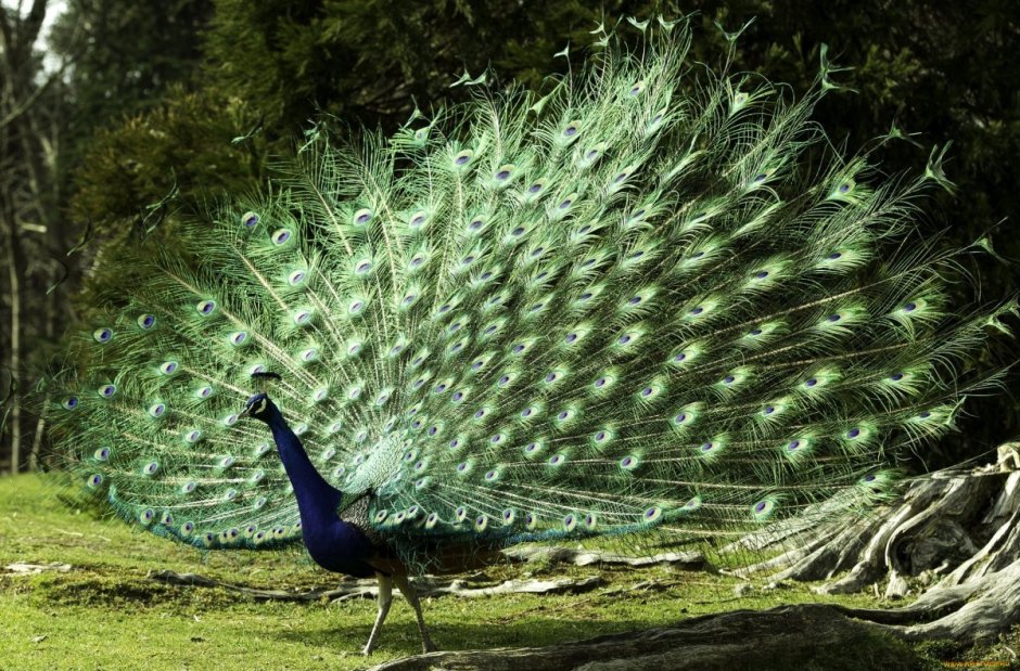 Птица Павлин