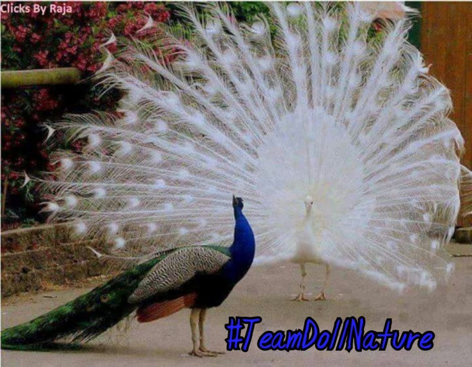 Птица Павлин белый