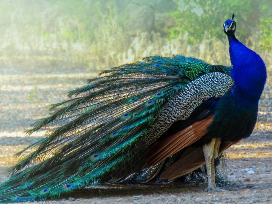 Императорский Павлин