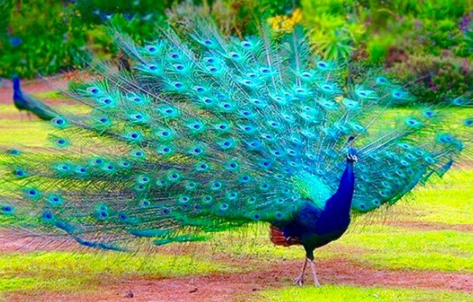 Павлин Мавлин птица