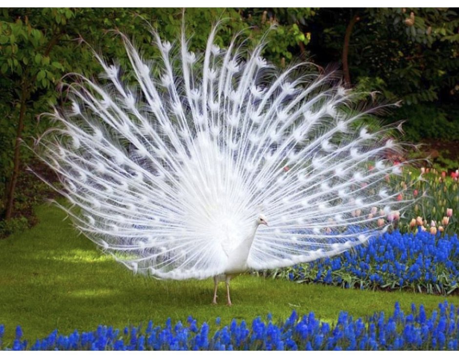 Павлин Аквилейский