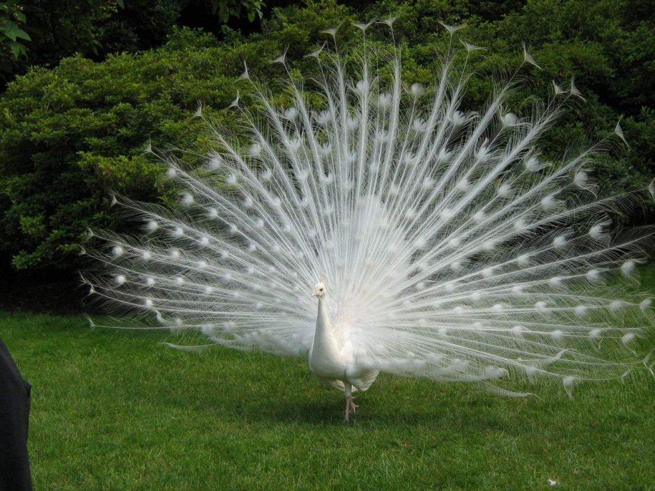 Птица Павлин белый