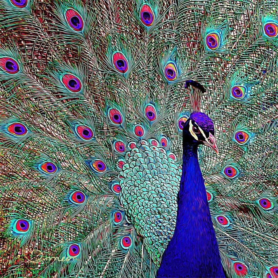 Черноплечий Павлин