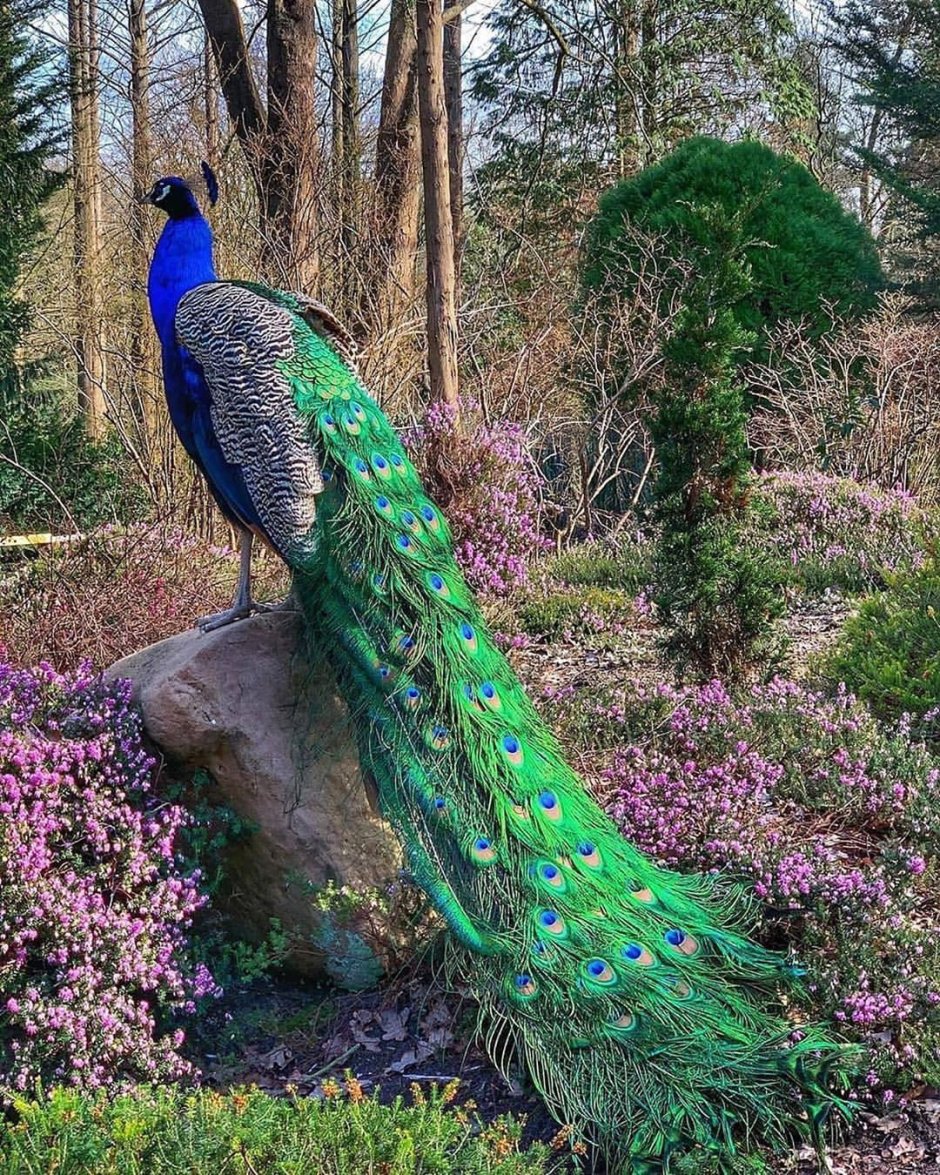 Кэйа Павлин